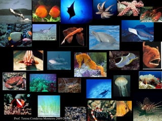Prof. Teresa Condeixa Monteiro 2009/2010 
