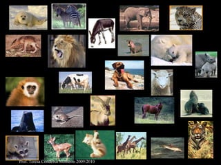 Prof. Teresa Condeixa Monteiro 2009/2010 