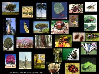 Prof. Teresa Condeixa Monteiro 2009/2010 