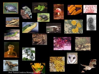 Prof. Teresa Condeixa Monteiro 2009/2010 