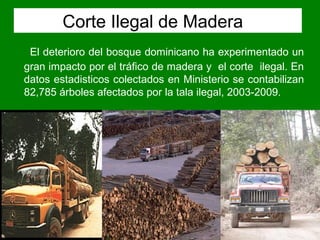 El deterioro del bosque dominicano ha experimentado un
gran impacto por el tráfico de madera y el corte ilegal. En
datos estadisticos colectados en Ministerio se contabilizan
82,785 árboles afectados por la tala ilegal, 2003-2009.
Corte Ilegal de Madera
 