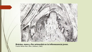 03 Descripcion Botanica de las musaceas.pptx