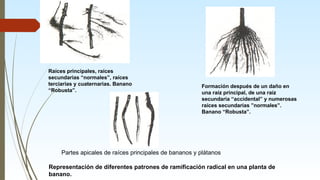 03 Descripcion Botanica de las musaceas.pptx