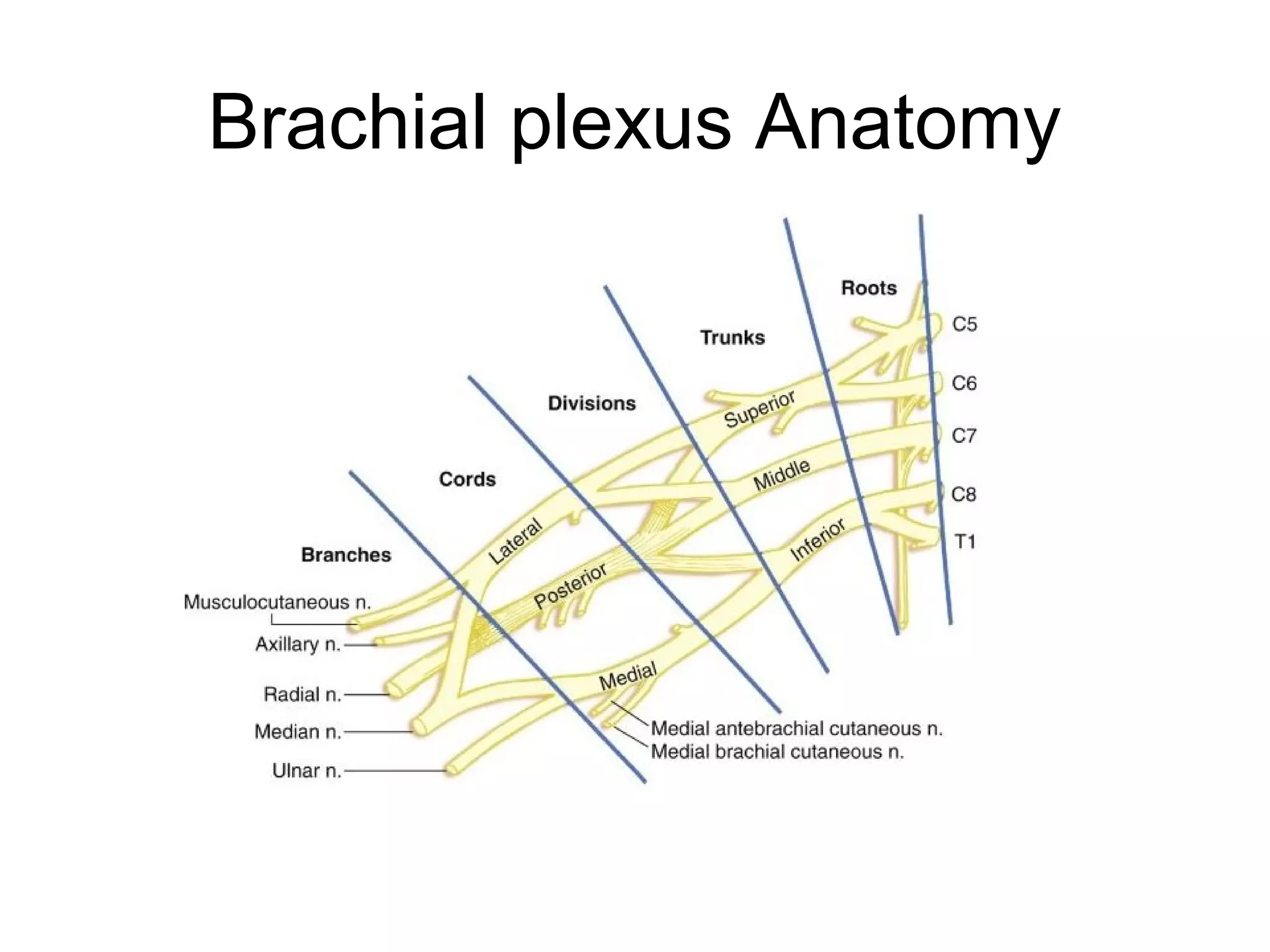 Brachial plexus Anatomy
 