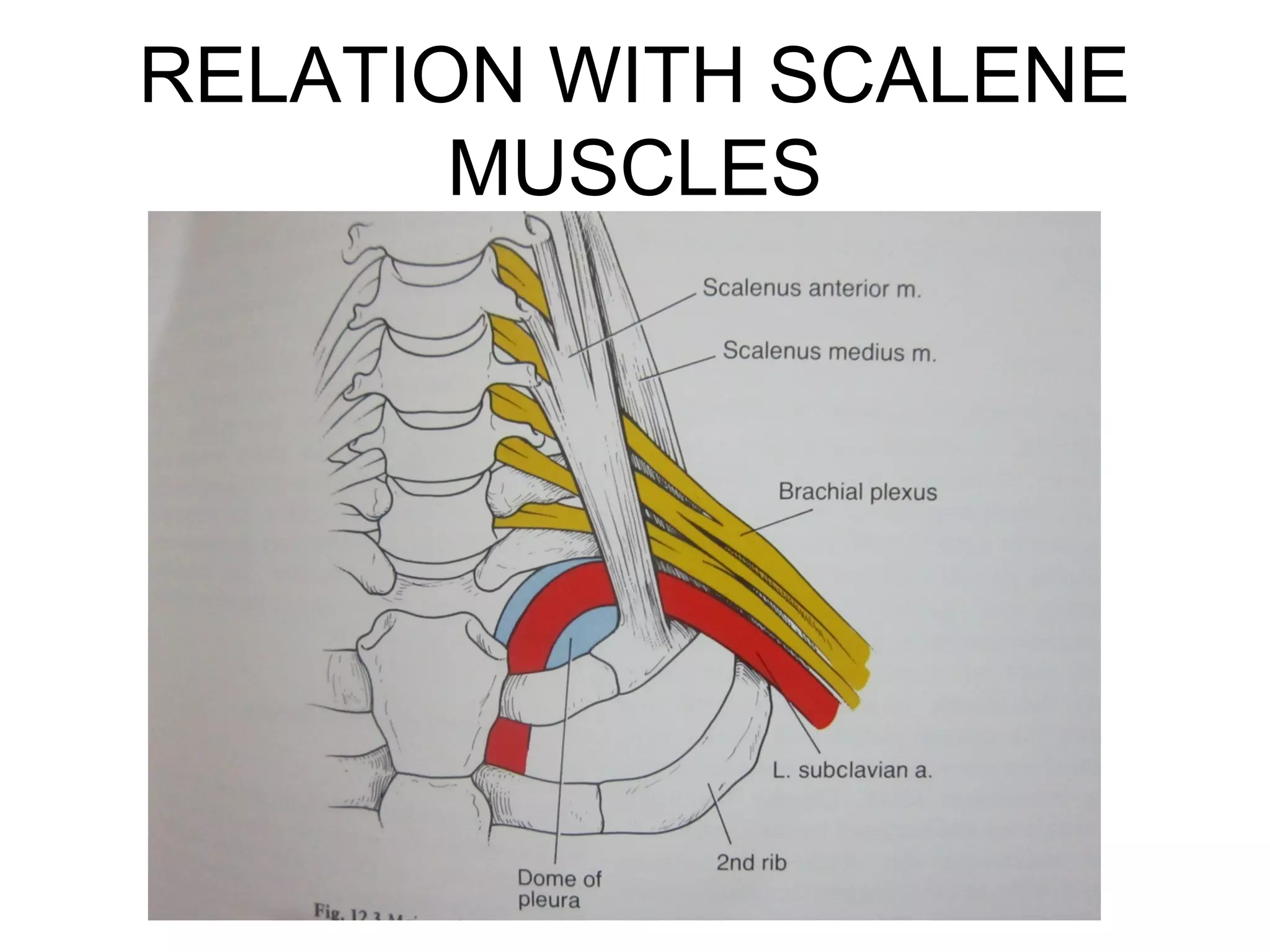 RELATION WITH SCALENE
MUSCLES
 