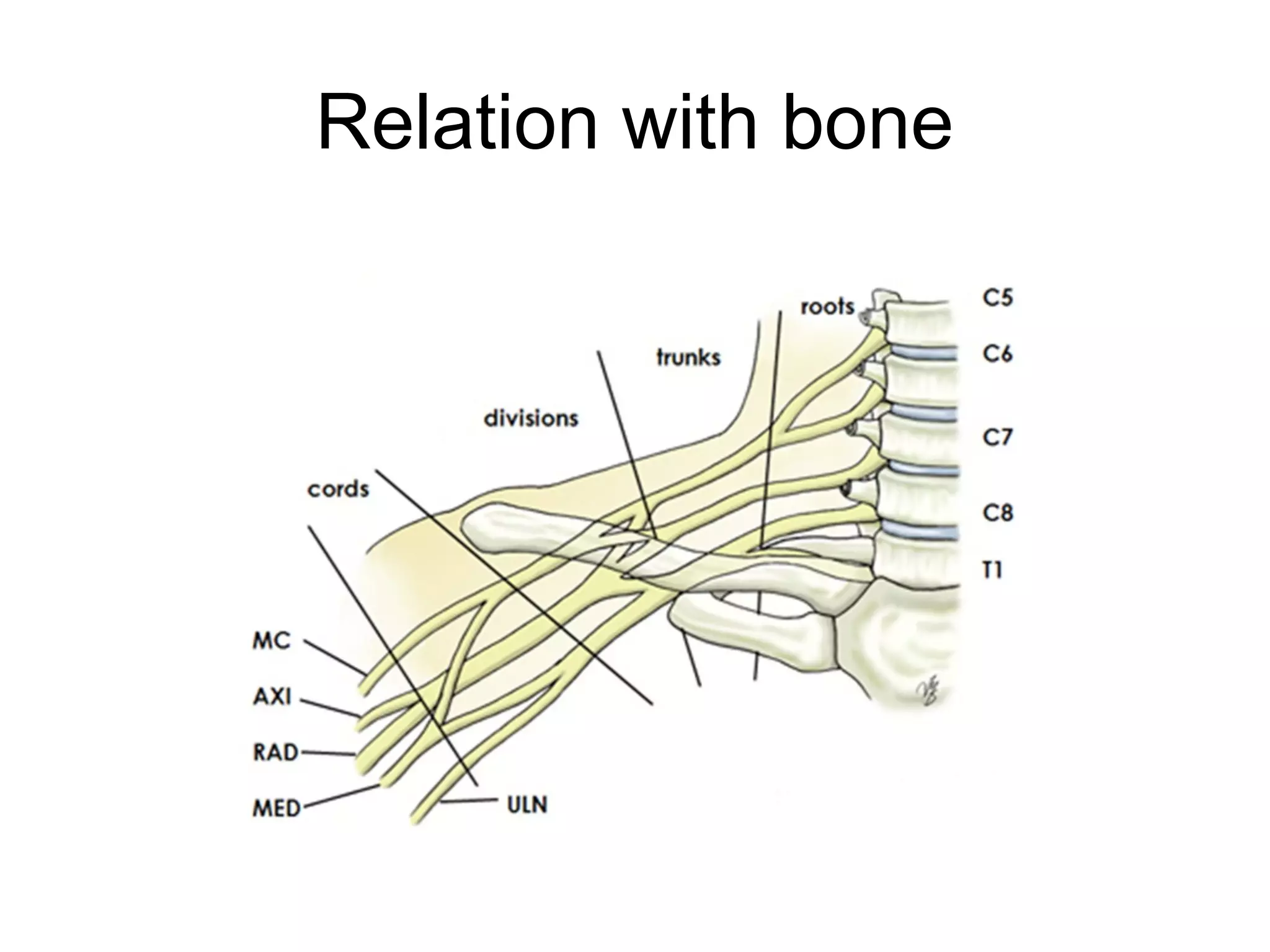 Relation with bone
 