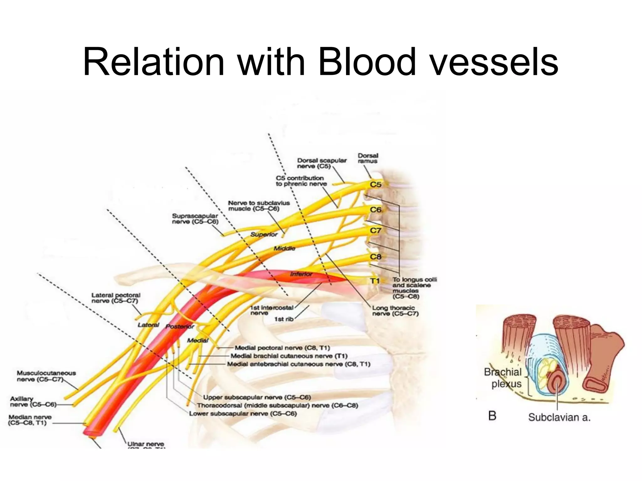 Relation with Blood vessels
 