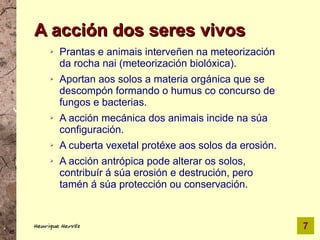 A acción dos seres vivos
     ➢   Prantas e animais interveñen na meteorización
         da rocha nai (meteorización biolóxica).
     ➢   Aportan aos solos a materia orgánica que se
         descompón formando o humus co concurso de
         fungos e bacterias.
     ➢   A acción mecánica dos animais incide na súa
         configuración.
     ➢   A cuberta vexetal protéxe aos solos da erosión.
     ➢   A acción antrópica pode alterar os solos,
         contribuír á súa erosión e destrución, pero
         tamén á súa protección ou conservación.


Henrique Hervés                                            7
 