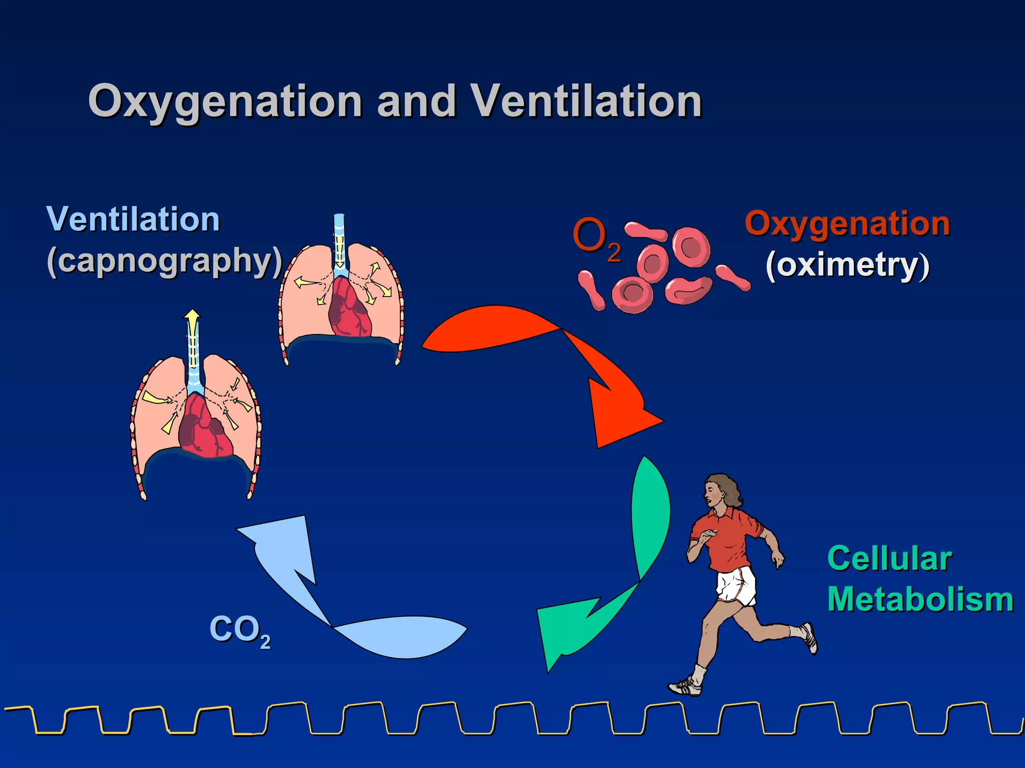 Oxygenation and Ventilation Oxygenation (oximetry ) Cellular Metabolism Ventilation (capnography) CO 2 O 2 