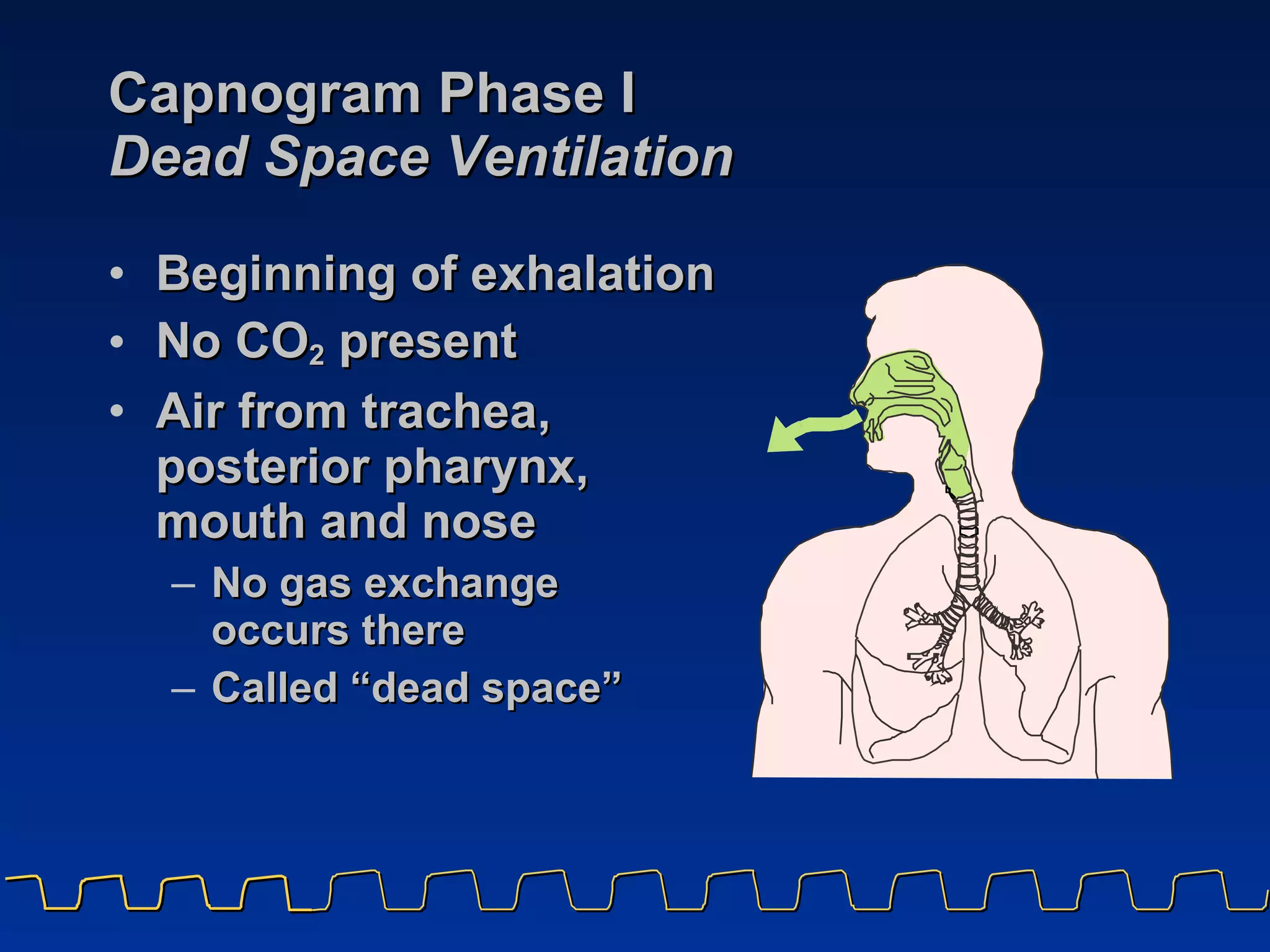 Capnogram Phase I Dead Space Ventilation Beginning of exhalation No CO 2  present Air from trachea,  posterior pharynx,  mouth and nose No gas exchange  occurs there Called “dead space” 