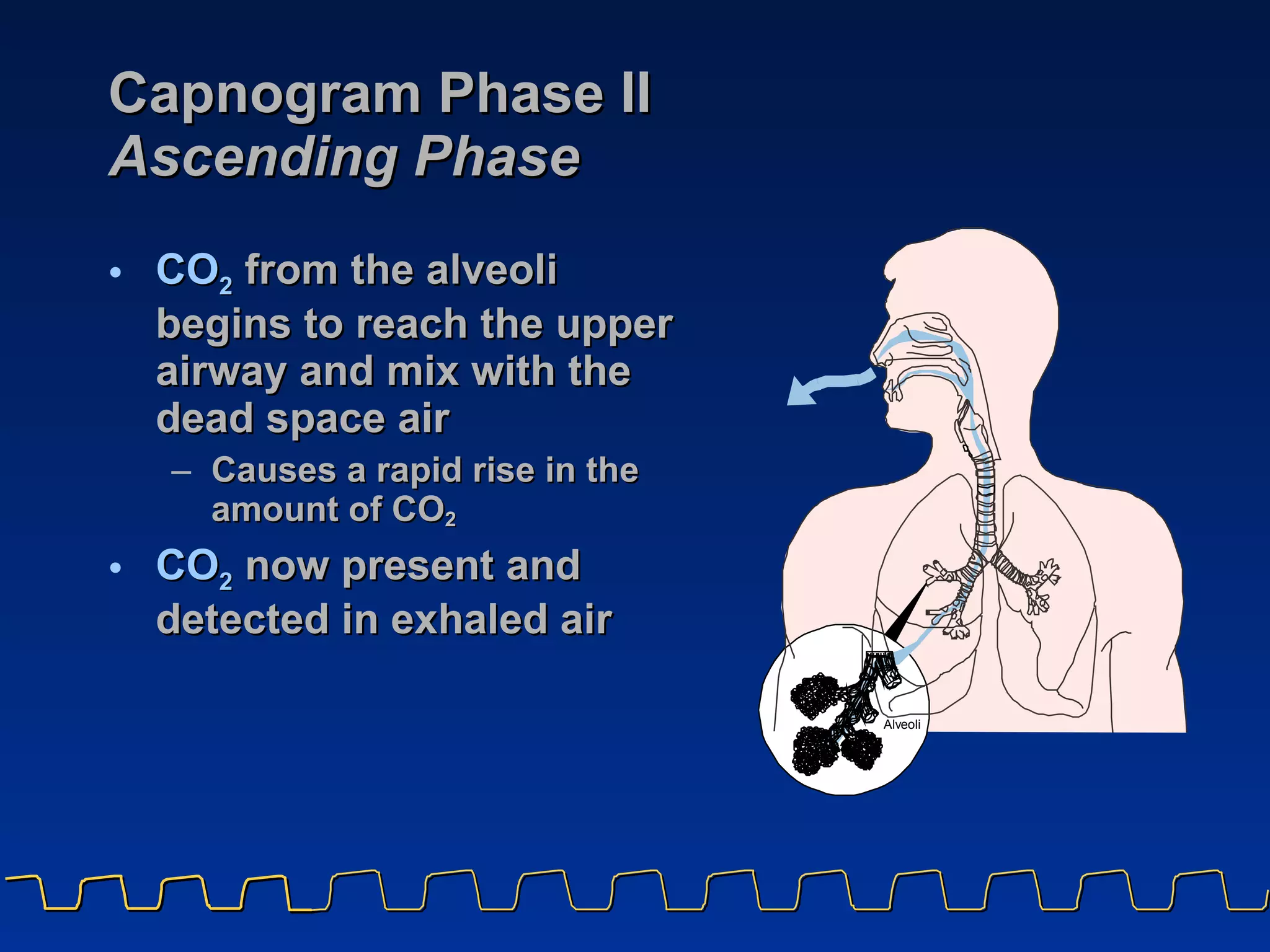 Capnogram Phase II Ascending Phase CO 2   from the alveoli begins to reach the upper airway and mix with the dead space air  Causes a rapid rise in the amount of CO 2   CO 2   now present and detected in exhaled air 