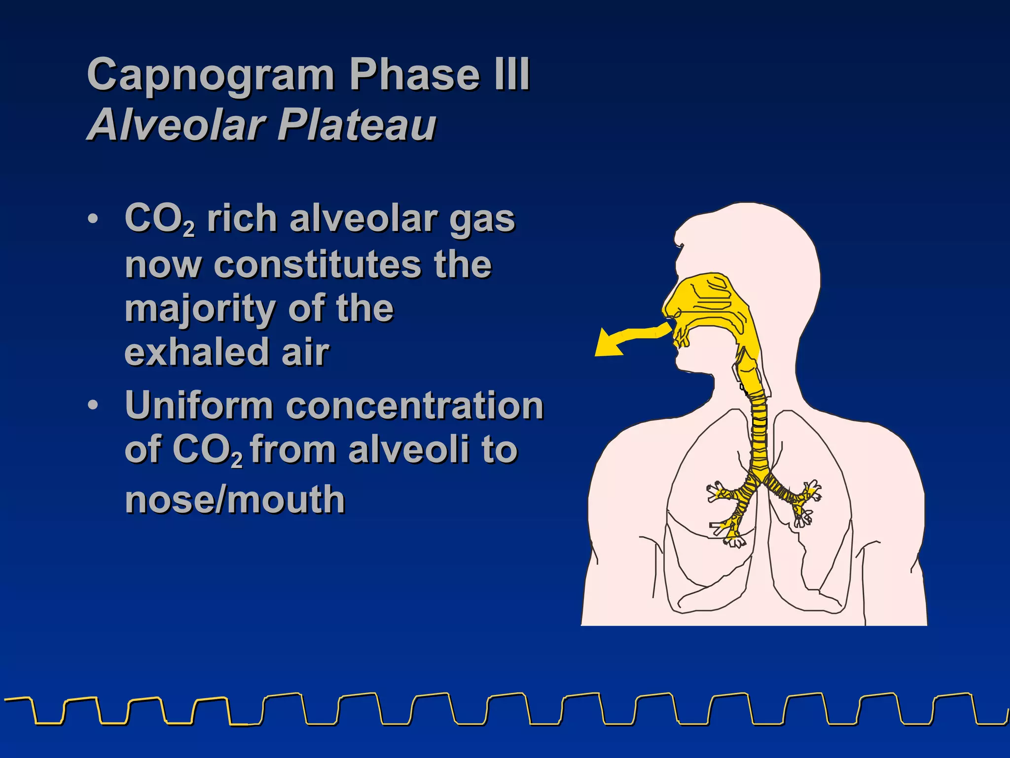 Capnogram Phase III Alveolar Plateau CO 2  rich alveolar gas now constitutes the majority of the  exhaled air  Uniform concentration of CO 2   from alveoli to nose/mouth 