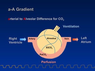 a-A Gradient r r Alveolus PaCO 2 V e i n A t e y Ventilation Perfusion a rterial to  A lveolar Difference for CO 2 Right  ...