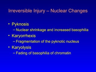 03 cell death and cell injury presentation .ppt
