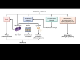 Cellular Damage Powerpoint Icon 03 cell death and cell injury presentation .ppt
