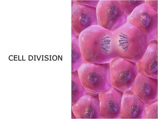 CELL DIVISION

 
