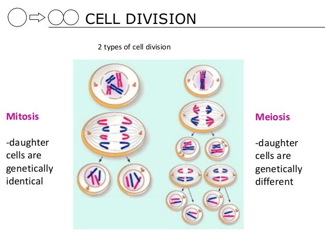 why do cells divide