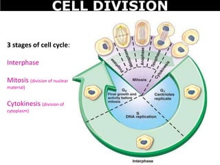 3 stages of cell cycle:
Interphase
Mitosis (division of nuclear
material)
Cytokinesis (division of
cytoplasm)
CELL DIVISION
 