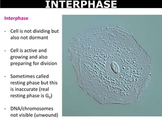 Interphase
- Cell is not dividing but
also not dormant
- Cell is active and
growing and also
preparing for division
- Sometimes called
resting phase but this
is inaccurate (real
resting phase is G0)
- DNA/chromosomes
not visible (unwound)
INTERPHASE
 
