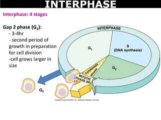 Interphase: 4 stages
Gap 2 phase (G2):
- 3-4hr
- second period of
growth in preparation
for cell division
-cell grows larger in
size
G0
INTERPHASE
 