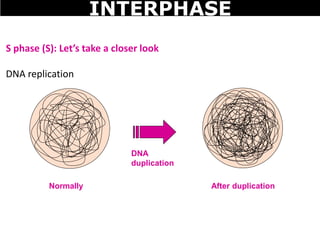 S phase (S): Let’s take a closer look
DNA replication
Normally
DNA
duplication
After duplication
INTERPHASE
 