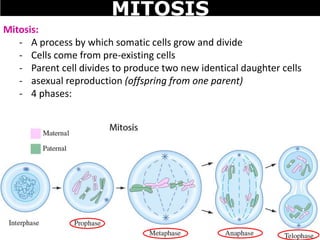 Mitosis:
- A process by which somatic cells grow and divide
- Cells come from pre-existing cells
- Parent cell divides to produce two new identical daughter cells
- asexual reproduction (offspring from one parent)
- 4 phases:
MITOSIS
 