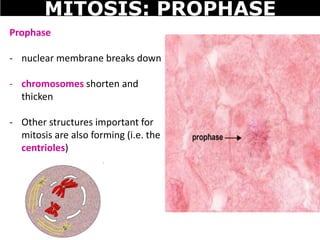 Prophase
- nuclear membrane breaks down
- chromosomes shorten and
thicken
- Other structures important for
mitosis are also forming (i.e. the
centrioles)
MITOSIS: PROPHASE
 