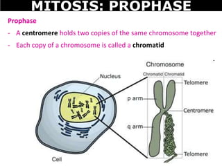 Prophase
- A centromere holds two copies of the same chromosome together
- Each copy of a chromosome is called a chromatid
MITOSIS: PROPHASE
 
