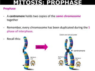 Mother’s
side
Prophase
- A centromere holds two copies of the same chromosome
together
- Remember, every chromosome has been duplicated during the S
phase of interphase.
- Recall this:
Mitosis
Mother’s
side Mother’s
side
Colors are not accurate
MITOSIS: PROPHASE
 centromere
 