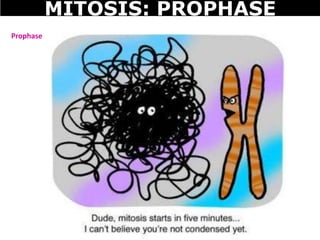 Prophase
MITOSIS: PROPHASE
 