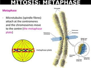 Metaphase
- Microtubules (spindle fibres)
attach at the centromeres
and the chromosomes move
to the centre (the metaphase
plate)
MITOSIS: METAPHASE
metaphase plate
 