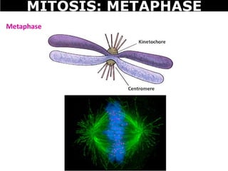 Metaphase
MITOSIS: METAPHASE
 