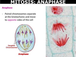 Anaphase
- Paired chromosomes separate
at the kinetochores and move
to opposite sides of the cell
MITOSIS: ANAPHASE
 