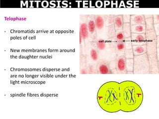 Telophase
- Chromatids arrive at opposite
poles of cell
- New membranes form around
the daughter nuclei
- Chromosomes disperse and
are no longer visible under the
light microscope
- spindle fibres disperse
MITOSIS: TELOPHASE
 