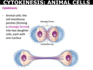 Cytokinesis
- Animal cells: the
cell membrane
pinches (forming
a cleavage furrow)
into two daughter
cells, each with
one nucleus
CYTOKINESIS: ANIMAL CELLS
 