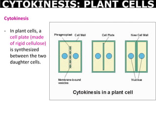 Cytokinesis
- In plant cells, a
cell plate (made
of rigid cellulose)
is synthesized
between the two
daughter cells.
CYTOKINESIS: PLANT CELLS
 
