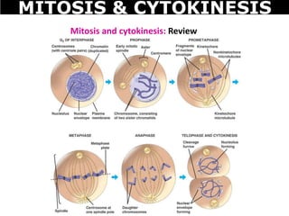Mitosis and cytokinesis: Review
MITOSIS & CYTOKINESIS
 