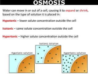 Water can move in or out of a cell, causing it to expand or shrink,
based on the type of solution it is placed in:
Hypotonic – lower solute concentration outside the cell
Isotonic – same solute concentration outside the cell
Hypertonic – higher solute concentration outside the cell
OSMOSIS
 
