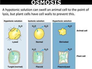 A hypotonic solution can swell an animal cell to the point of
lysis, but plant cells have cell walls to prevent this.
OSMOSIS
 