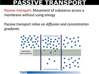 Passive transport: Movement of substance across a
membrane without using energy
Passive transport relies on diffusion and concentration
gradients.
PASSIVE TRANSPORT
 
