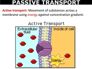 Active transport: Movement of substances across a
membrane using energy against concentration gradient.
PASSIVE TRANSPORT
 