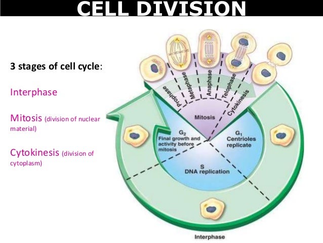 stages of cellular reproduction