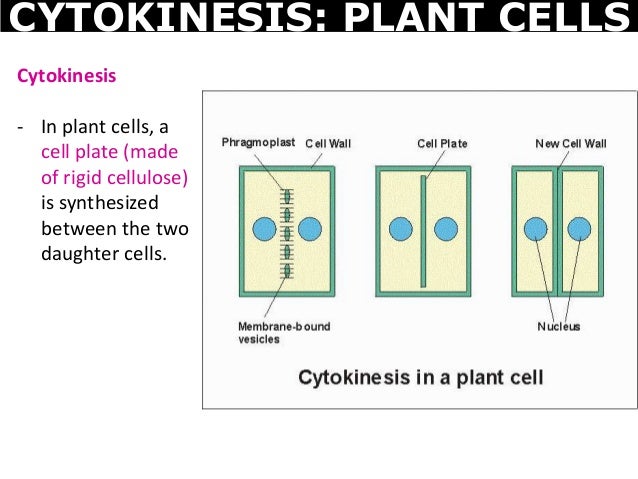 03 Diffusion, osmosis, and cell division