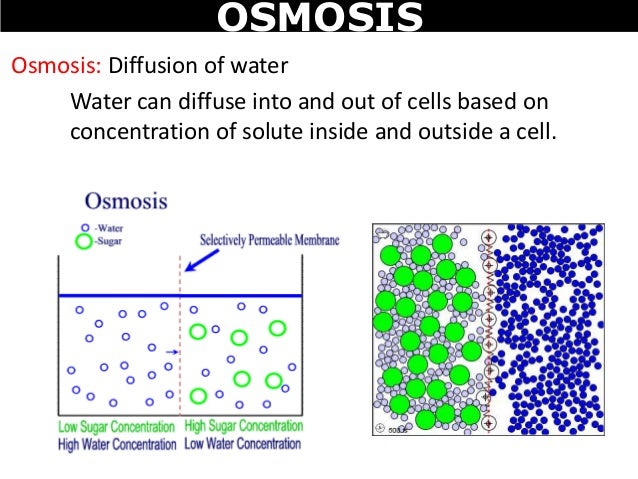 osmosis concentration osmosis concentration