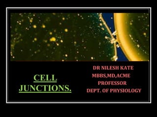 DR NILESH KATE
MBBS,MD,ACME
PROFESSOR
DEPT. OF PHYSIOLOGY
CELL
JUNCTIONS.
 