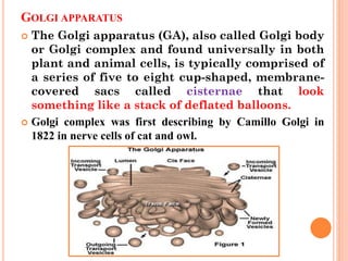 Deflated Animal 03 Cell Organelles.pdf