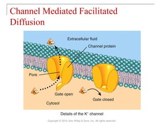 03 [chapter 3 the cellular level of organization] | PPT