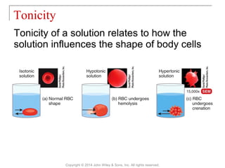 03 [chapter 3 the cellular level of organization] | PPT