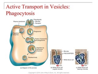 03 [chapter 3 the cellular level of organization] | PPT