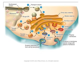 03 [chapter 3 the cellular level of organization] | PPT